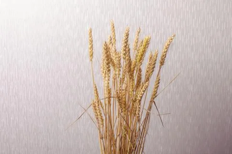 Bunch of wheat in front of grey wall Stock Photos