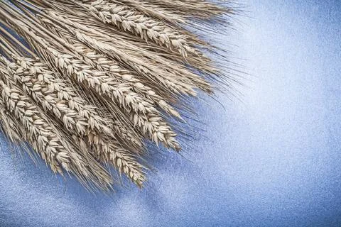 Bunch of wheat-rye ears on blue surface horizontal image Stock Photos