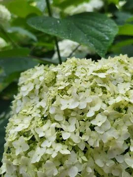 Bunch of white blooming hydrangea Stock Photos