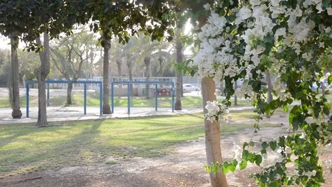 Bunch of white bougainvilleas 動画素材 89481231