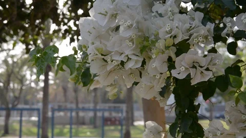 Bunch of white bougainvilleas Видео 89481245