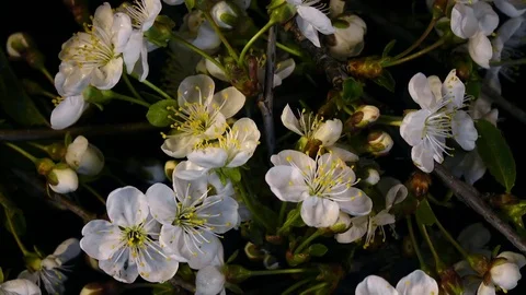 Bunch of white cherry blooming twigs close up, rotating contra clockwise Stock-Footage 78347066