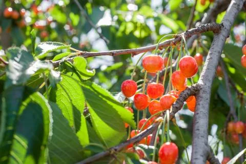 A bunch of white cherry on a branch of a tree with green leaves in the sun Stock Photos