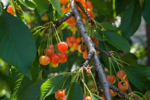 A bunch of white cherry on a branch of a tree with green leaves in the sun Stock Photos