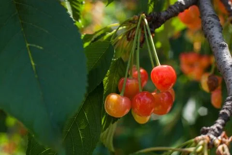 A bunch of white cherry on a branch of a tree with green leaves in the sun Stock Photos