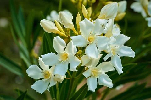 Bunch of white daffodils Stock Photos