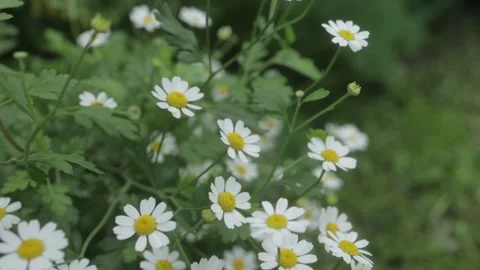 Bunch of white daisy flower plants in meadow Video stock 157080989