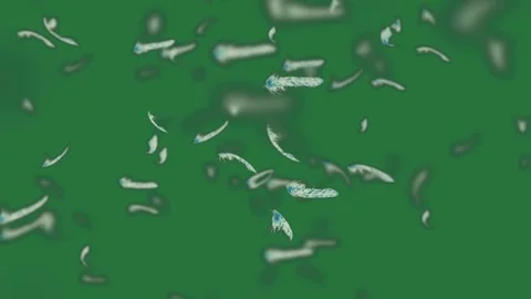 A bunch of white feathers flying in the air and birds fish floating water Stock Footage 335696972