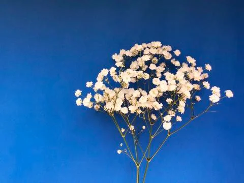 Bunch of white field flowers on blue background close-up. Floral postcard. Mock Stock Photos