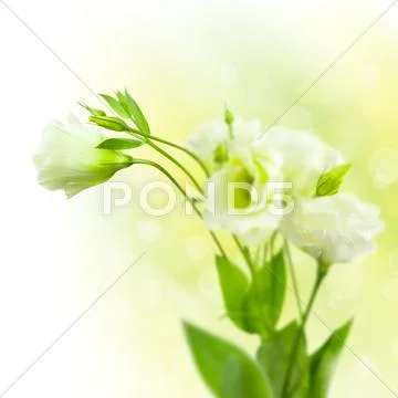 Bunch of white flowers with buds on defocused background Stock Photos