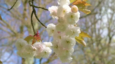 A bunch of white flowers hanging on a tree branch Stock Footage 79786114