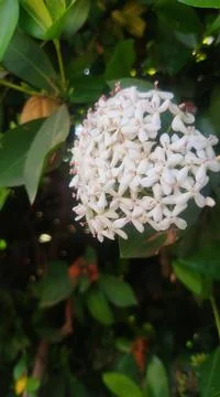 Bunch of white flowers Stock Photos