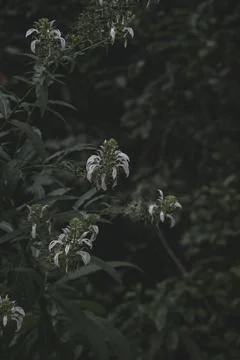 Bunch of White Flowers Stock Photos