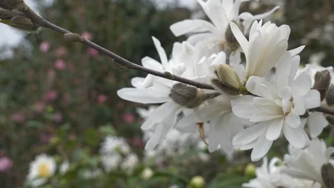 A bunch of white flowers on a tree branch in spring. Stock Footage 104823230