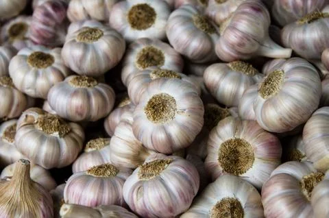 Bunch of white garlic Foto stock