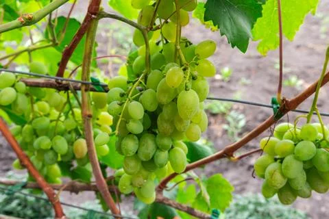 Bunch of white grape on grapevine on vineyard close-up Stock Photos