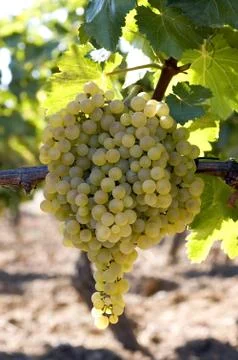 Bunch of white grape vine Stock Photos