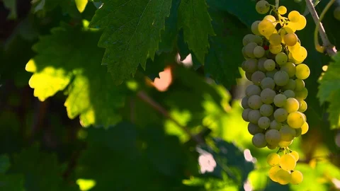 Bunch of white grape on vineyard move in the wind at sunset Stock Footage 115501946