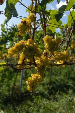 A bunch of white grapes between the grape leaves in a vineyard. Stock Photos