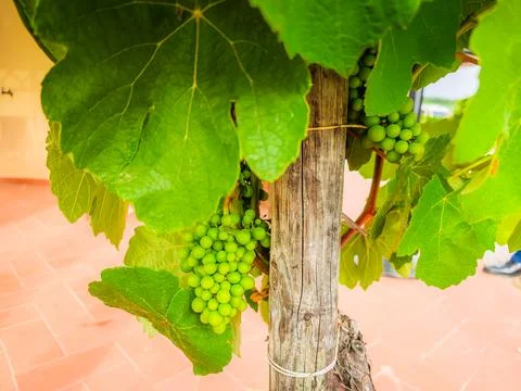 A bunch of white grapes between the grape leaves in a vineyard in Toscany, Italy Stock-Fotos