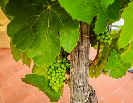 A bunch of white grapes between the grape leaves in a vineyard in Toscany, Italy Stock-Fotos