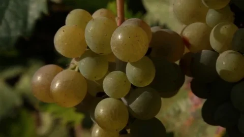 Bunch of White grapes Stock Footage 74388336