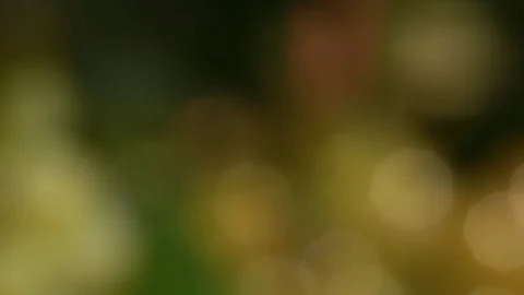 Bunch of White grapes Stock Footage 74388416