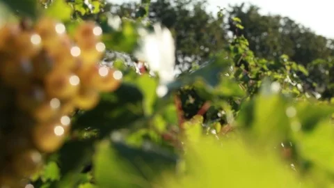 A bunch of white grapes Stock Footage