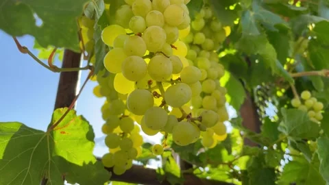 A bunch of white grapes. Stock Footage 210500683