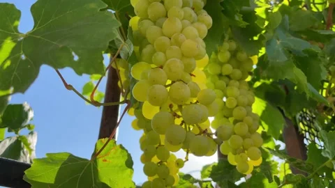 A bunch of white grapes. Stock Footage 211045947