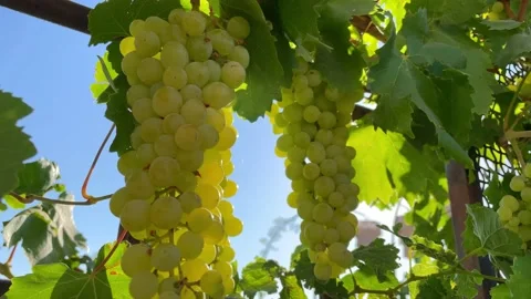 A bunch of white grapes. Stock Footage 212084285