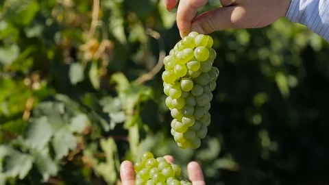 Bunch of White Grapes in the Hand of the Husbandman Stock Footage 72839433
