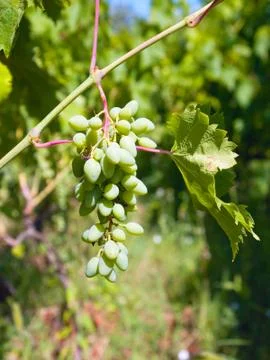 Bunch of white grapes Stock Photos