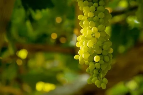 A bunch of white grapes 스톡 사진