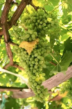 A bunch of white grapes Stock Photos