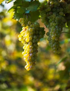 Bunch of white grapes Stock Photos
