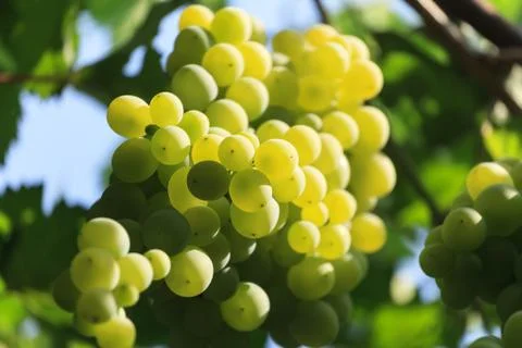 Bunch of white grapes Photos