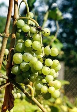 A bunch of white grapes Foto stock