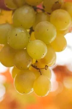 Bunch of white grapes Stock Photos