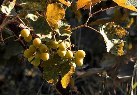 A bunch of white grapes Stock Photos