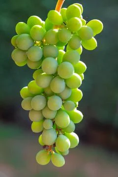 Bunch of white grapes Stock Photos