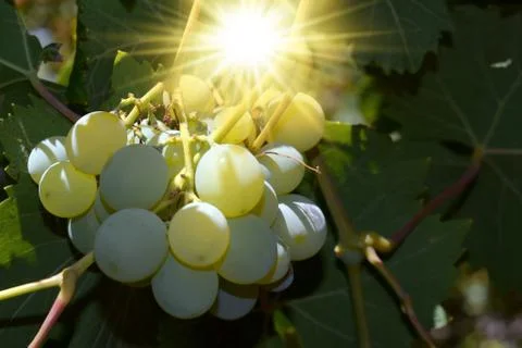 Bunch of white grapes with the sun between the leaves Stock Photos