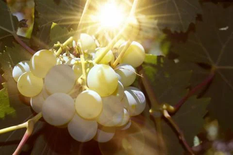 Bunch of white grapes with the sun between the leaves Stock-Fotos