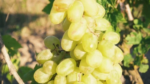 A bunch of white grapes in the sunlight Video stock 90665157