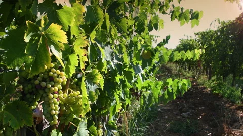 Bunch of white grapes. Sunset light with sun in the background Stock Footage 209239144