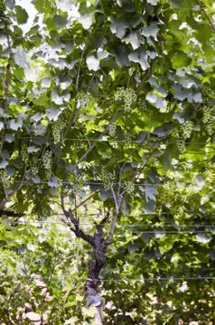 Bunch of white grapes on a vineyard Stock Photos