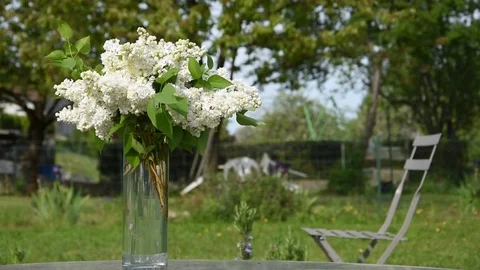 Bunch of white lilac Stock Footage 73592382