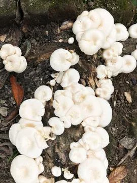 A bunch of white Mushrooms in a dead wooden trunk. Stock Photos