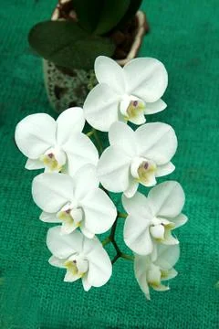 Bunch of White Orchids Stock Photos