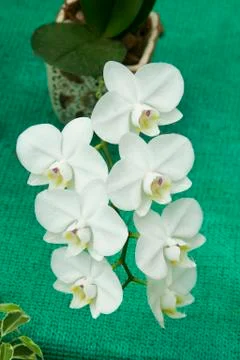 Bunch of White Orchids Stock Photos
